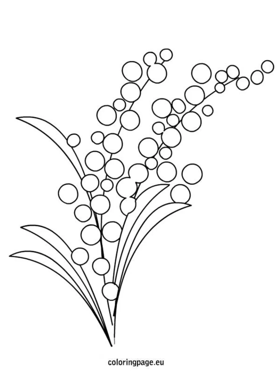 Мимоза цветок нарисовать