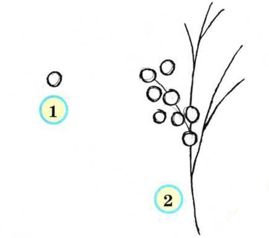 Нарисовать ветку мимозы