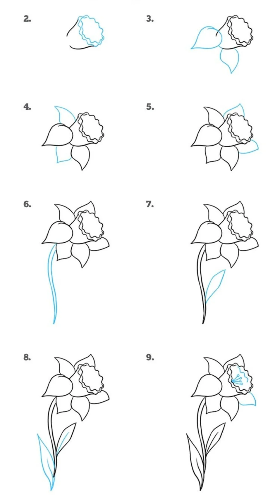 Как можно нарисовать нарциссы