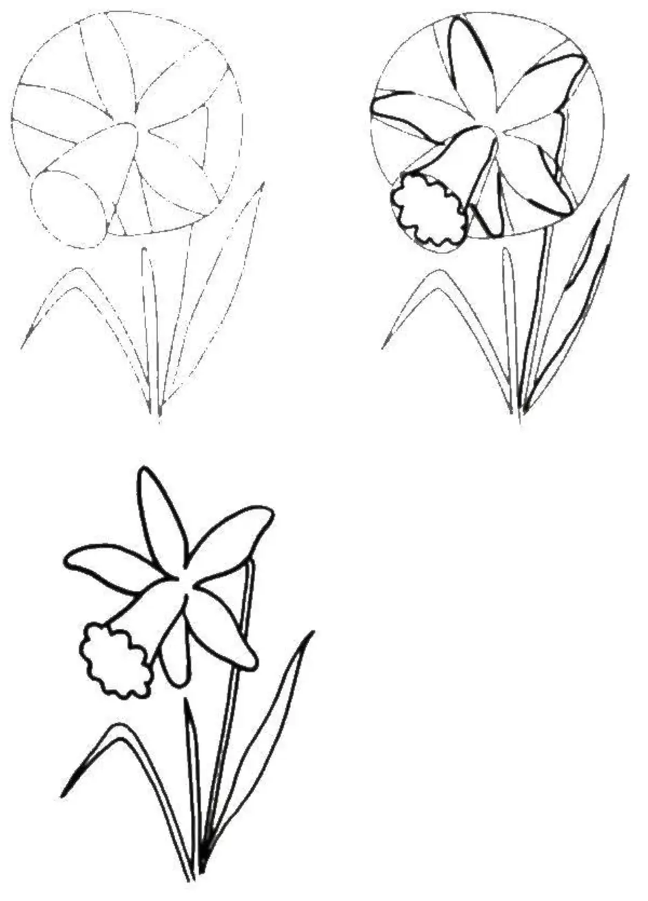 Рисуем нарциссы поэтапно для детей поэтапно