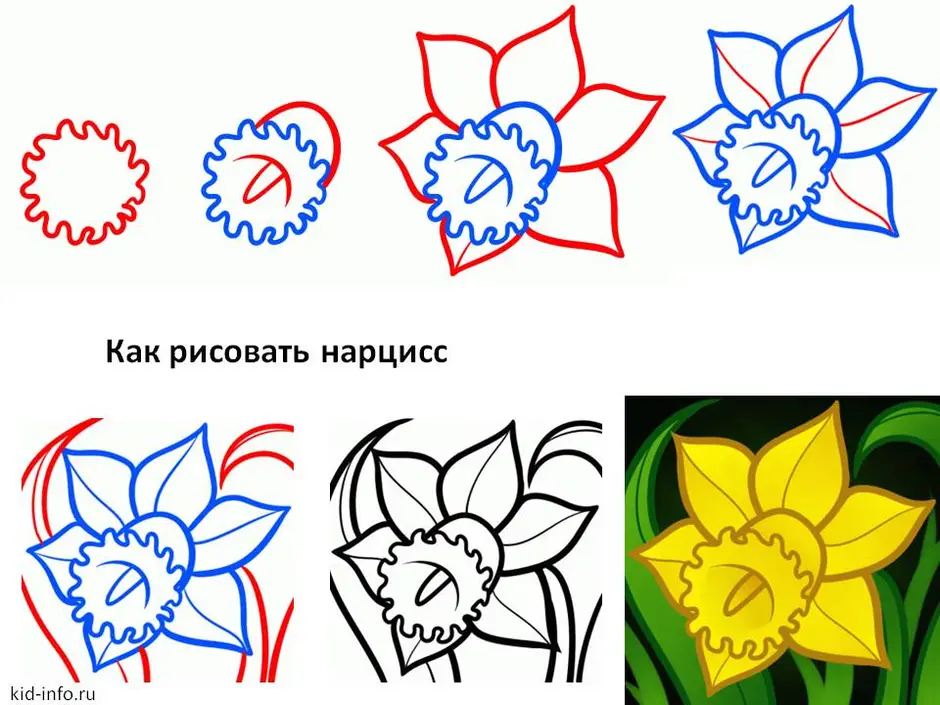 Как можно нарисовать нарциссы