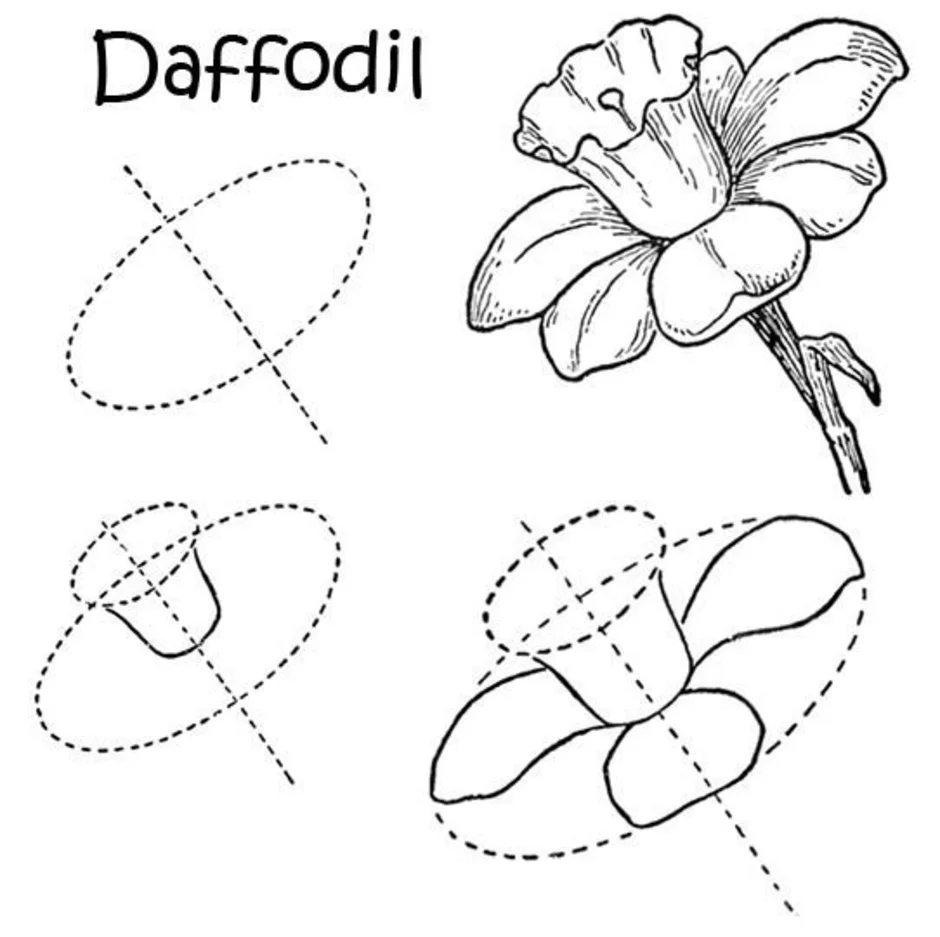 Рисунки цветов схема. Схема рисования нарцисса. Схема рисования нарцисса для детей. Схема рисования цветы нарциссы. Нарцисс рисунок поэтапно.