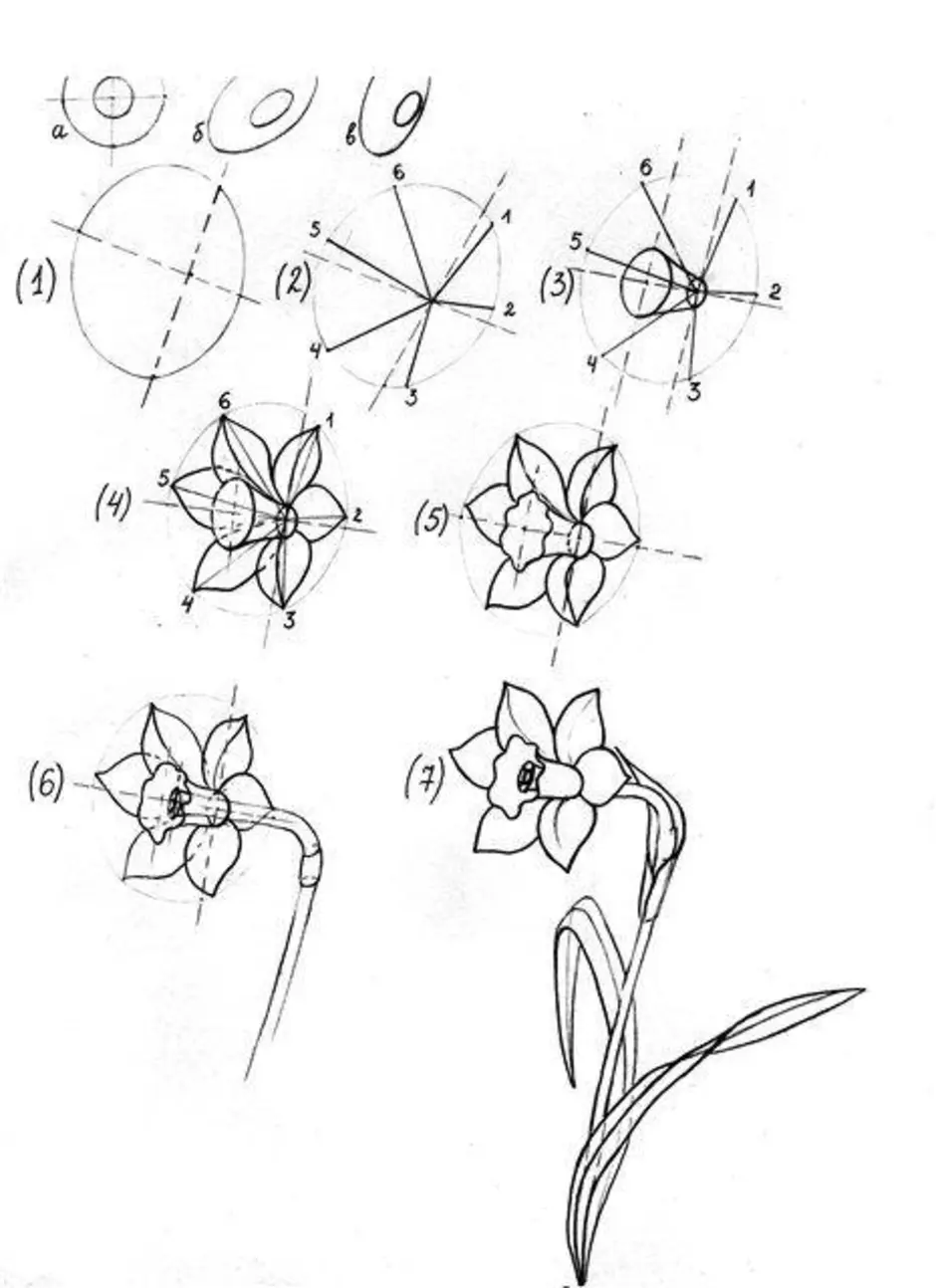 Рисунки цветов схема. Поэтапное рисование нарцисса. Конструктивное рисование цветов. Цветы схема рисования. Схема рисования цветов карандашом.