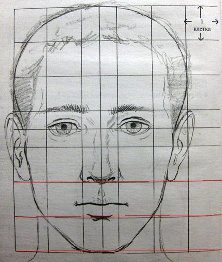 Рассматривая два снимка или портрета одного человека. Пропорции головы человека анфас. Лицо рисунок. Рисование портрета по сетке. Лицо человека рисунок.