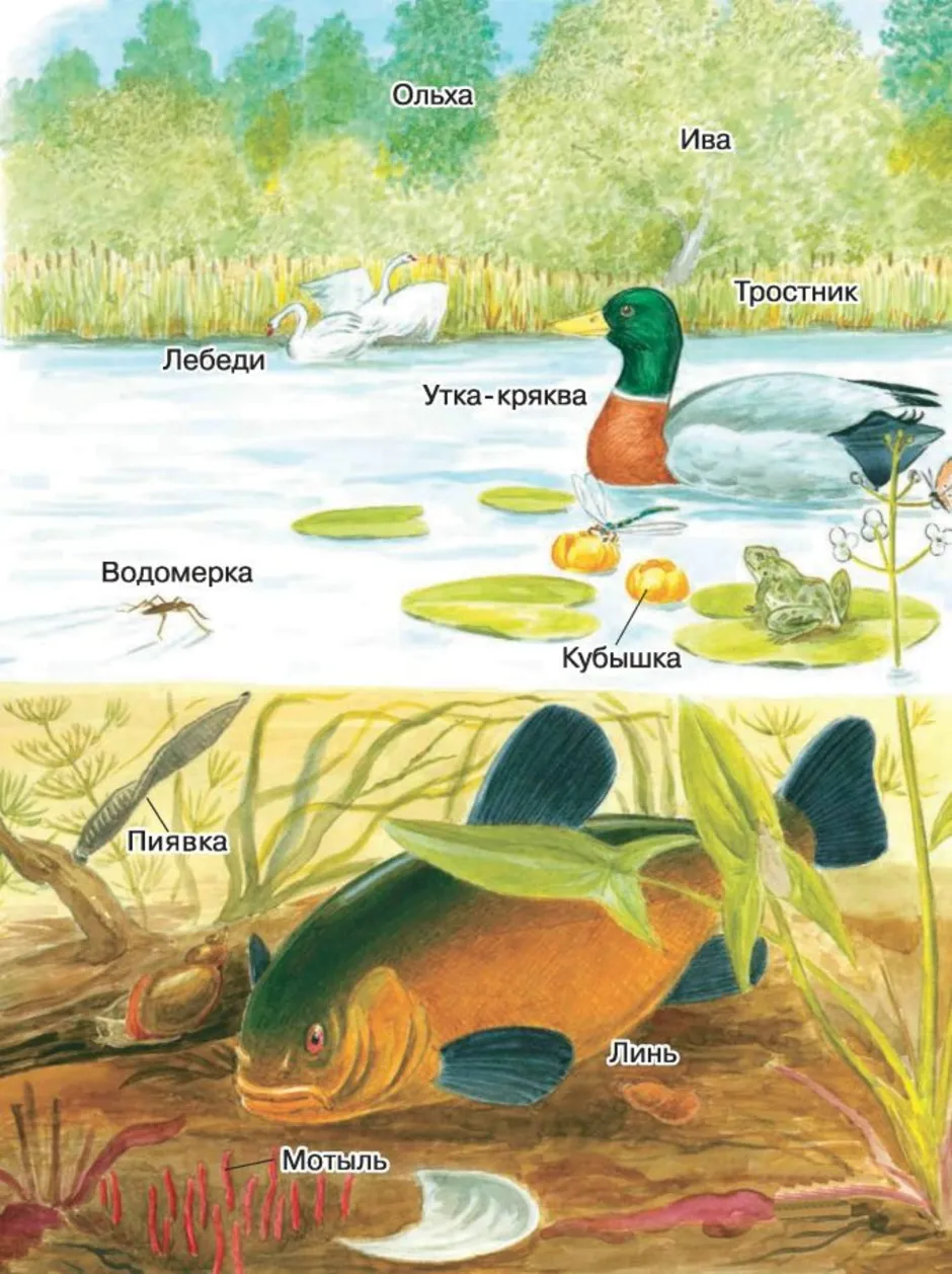 Разнообразие природных сообществ 5 класс биология пасечник. Природные сообщества. Природное сообщество рисунок. Картины с изображением природных сообществ. Иллюстрация природного сообщес.