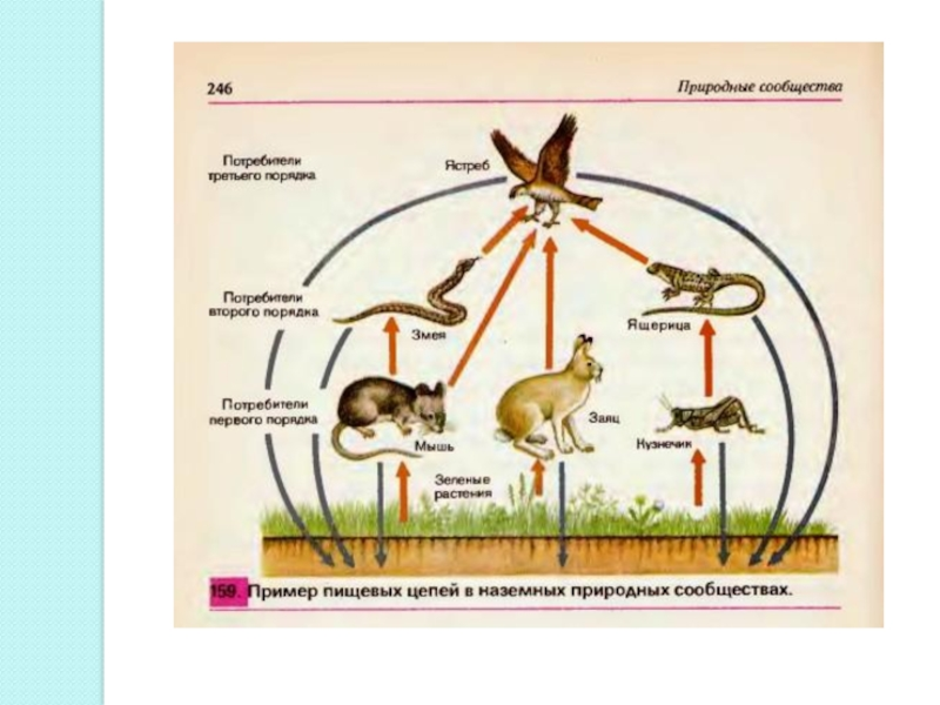 Рисунок цепей питания и природных сообществ