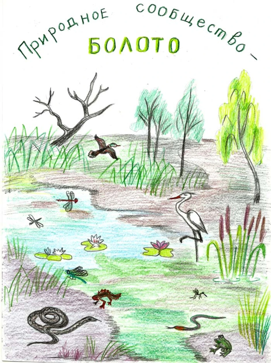 Рисунок природного сообщества 5 класс. Природное сообщество рисунок. Болото для детей обитатели болота. Рисунок болота. Природное сообщество болото.