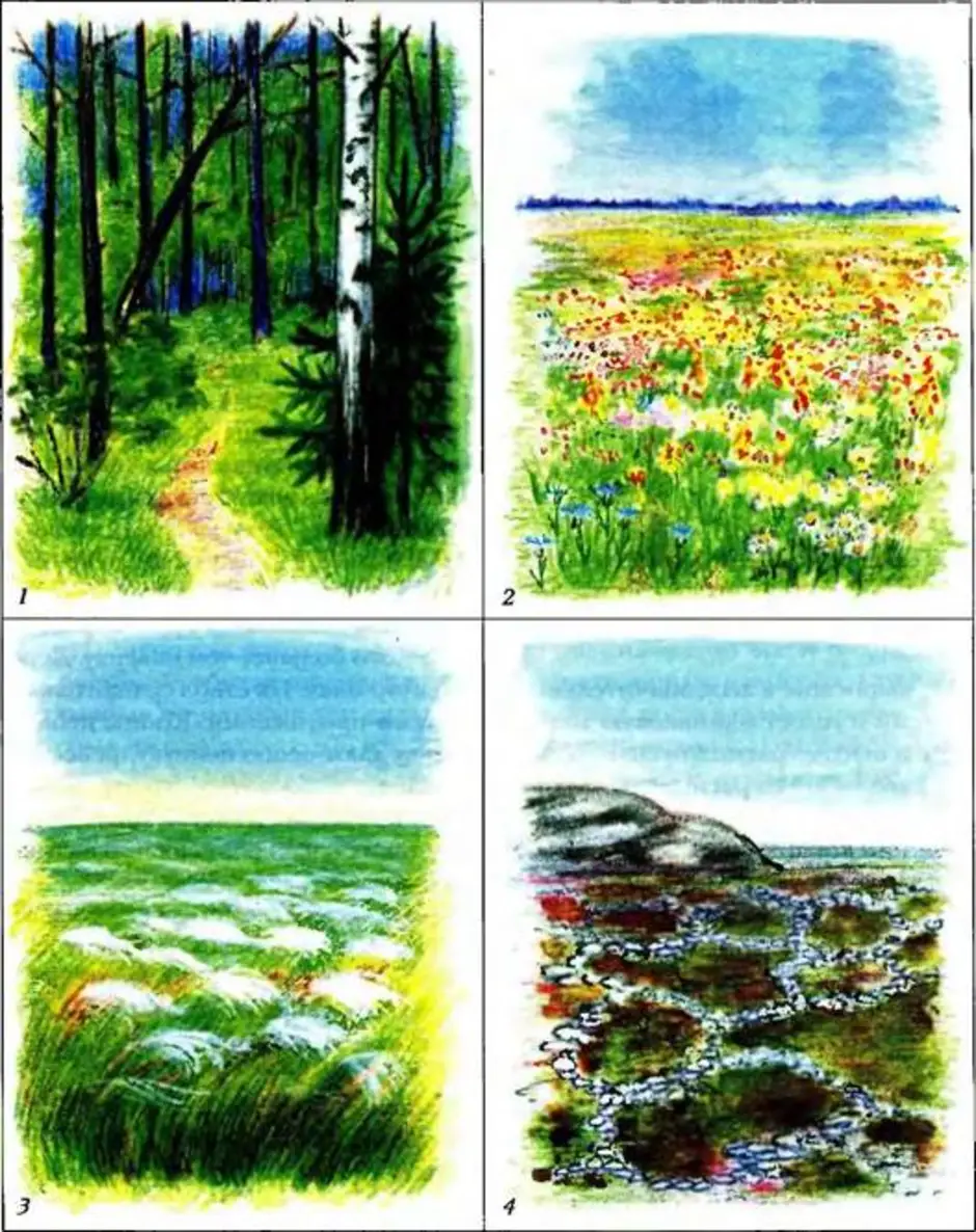 Рисунок природного сообщества 5 класс. Природное сообщество рисунок. Рисование растения природных сообществ. Картины с изображением природных сообществ. Растительное сообщество рисунок.