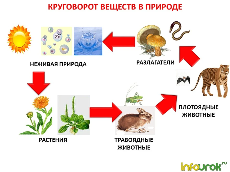 Рисунок природного сообщества 5 класс