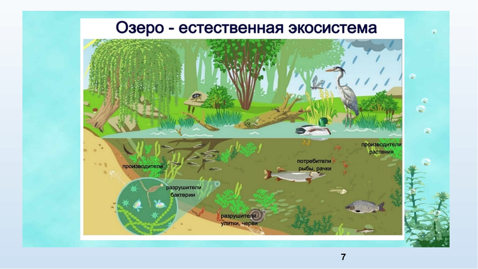 Сообщества 9 класс презентация