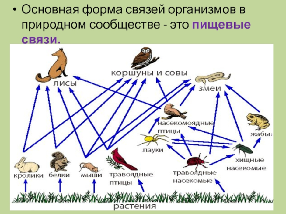 Цепи питания 9 класс биология презентация