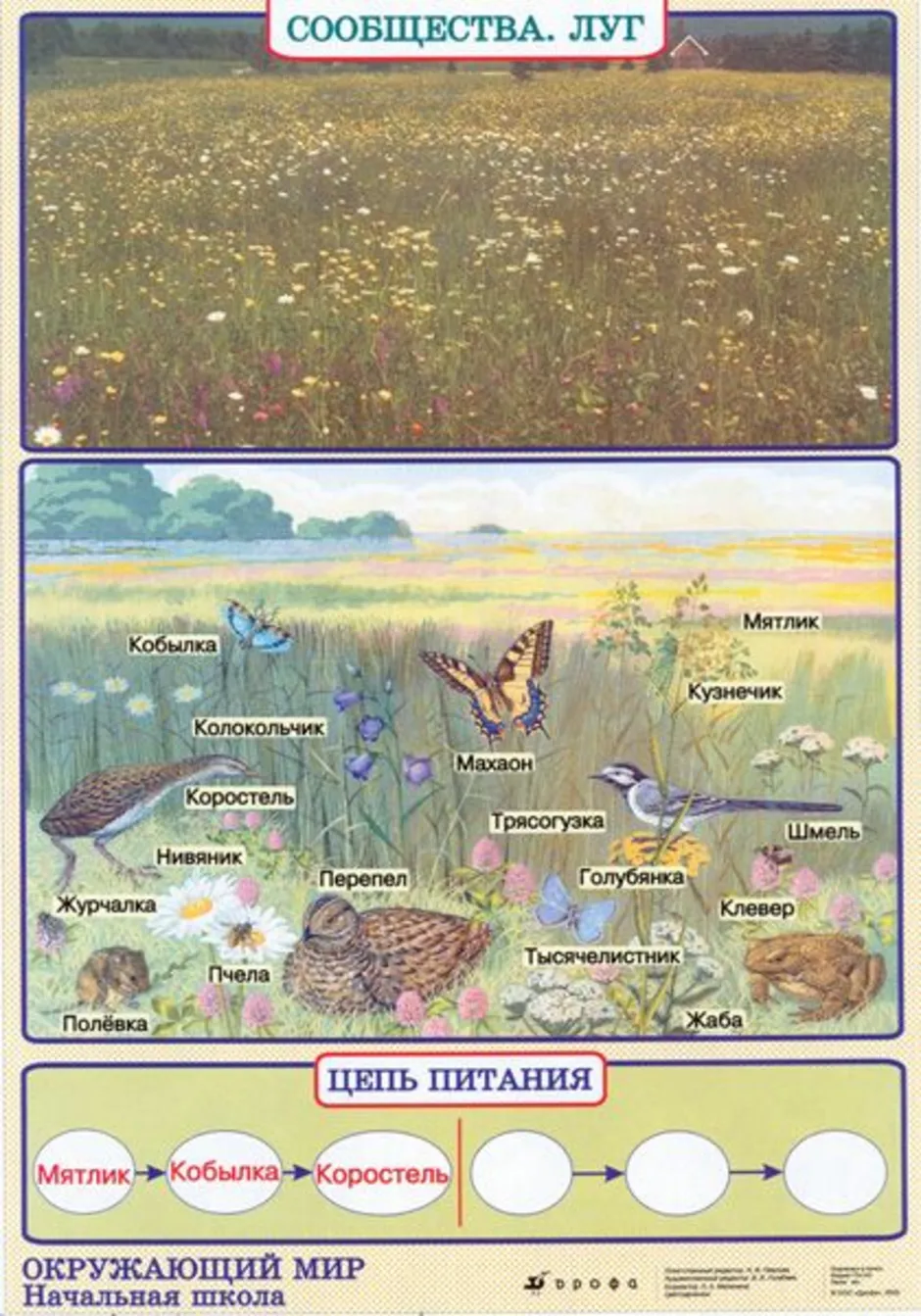 Таблица по биологии природные сообщества. Природные сообщества. Природное сообщество луг. Цепь питания Луга. Цепь питания природного сообщества луг.