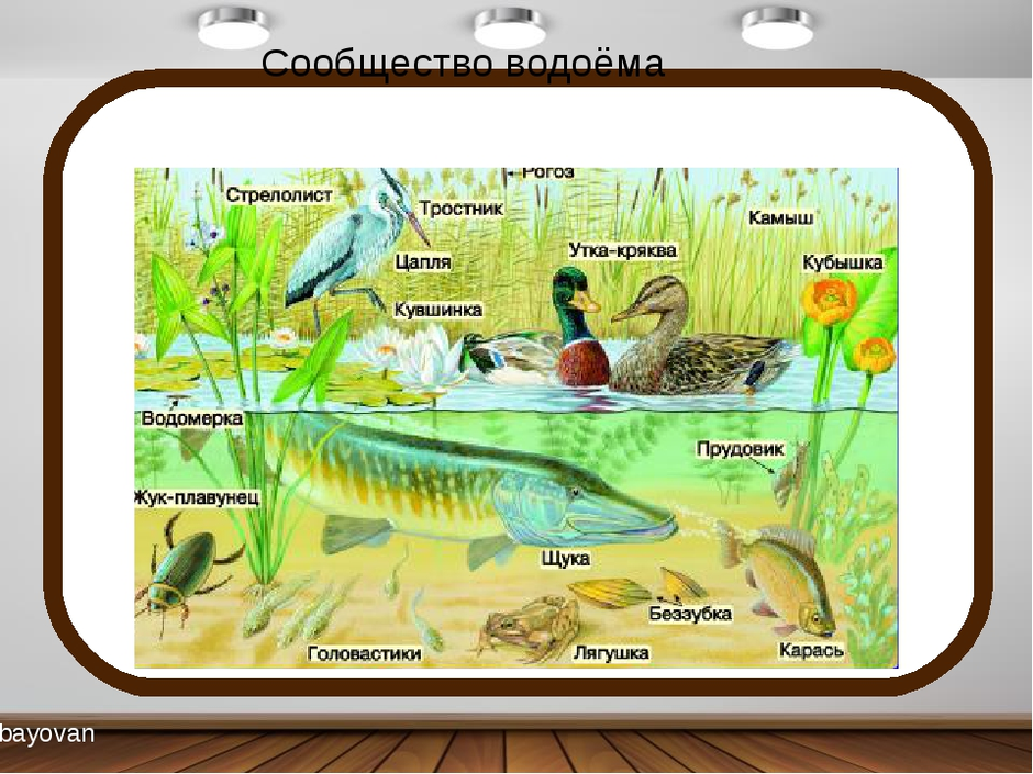 Презентация природное сообщество водоем 3 класс