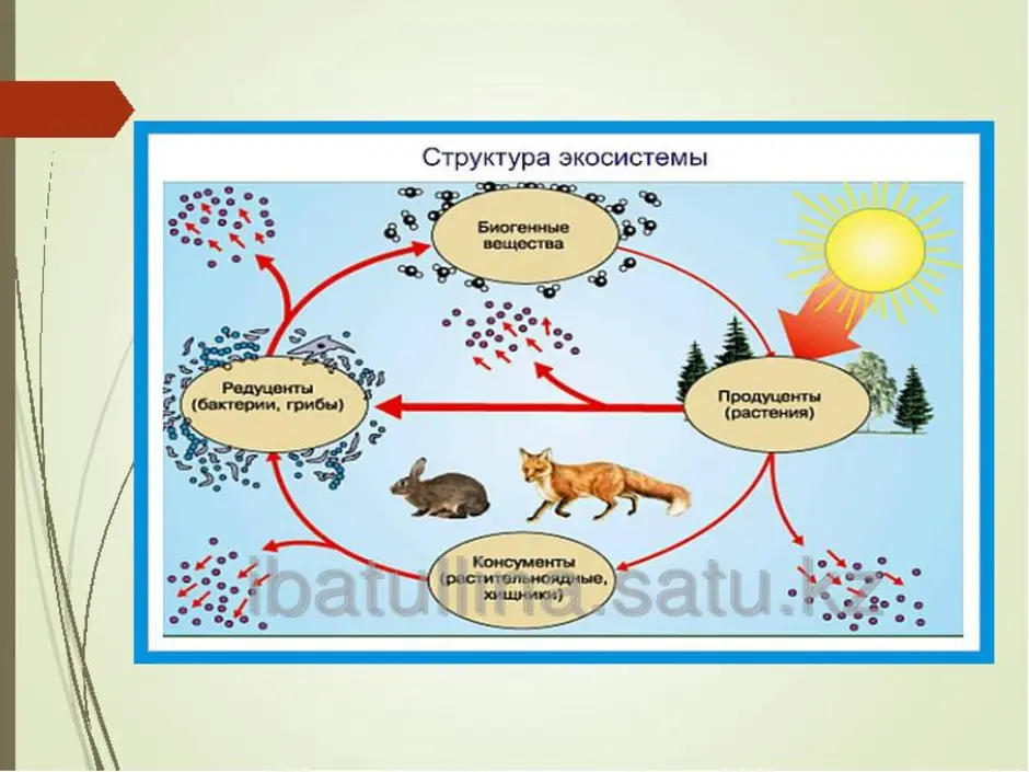 Схема природного сообщества 6 класс биология