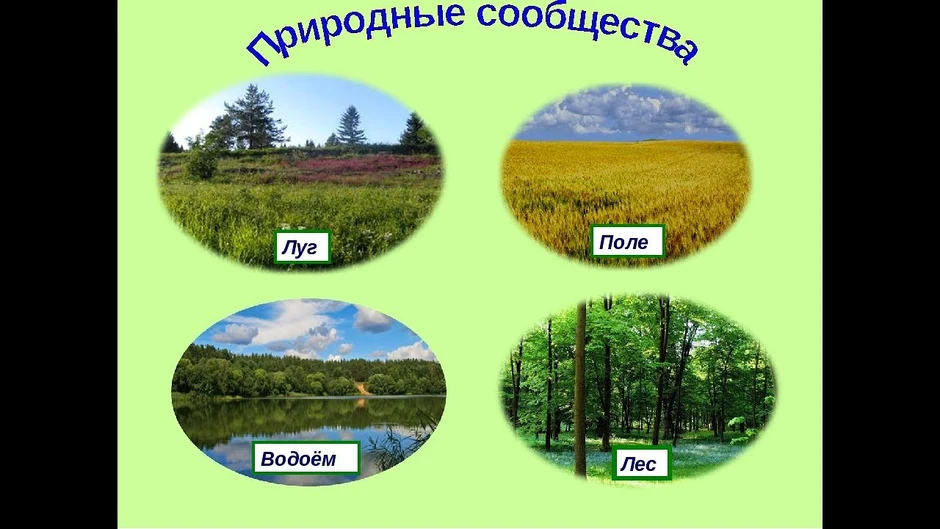 Рассмотрите рисунок подпишите названия природных сообществ 5 класс