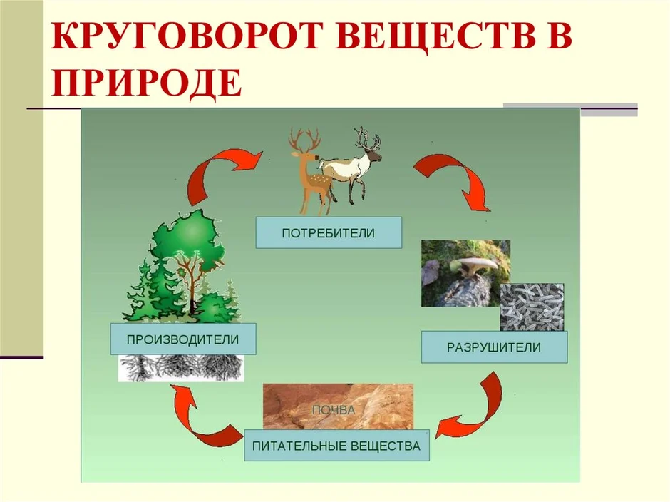 Нарисовать природное сообщество 5 класс