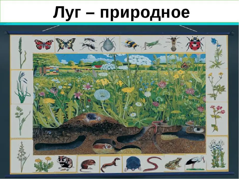 Рисунок экосистемы 5 класс