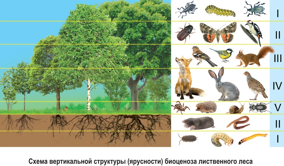 Как нарисовать природное сообщество 5 класс