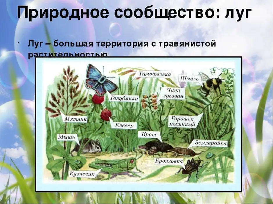 Как нарисовать природное сообщество 5 класс