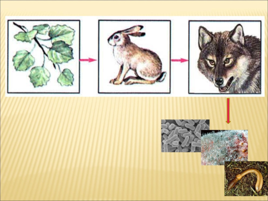 Презентация по биологии 5 класс пищевые цепи