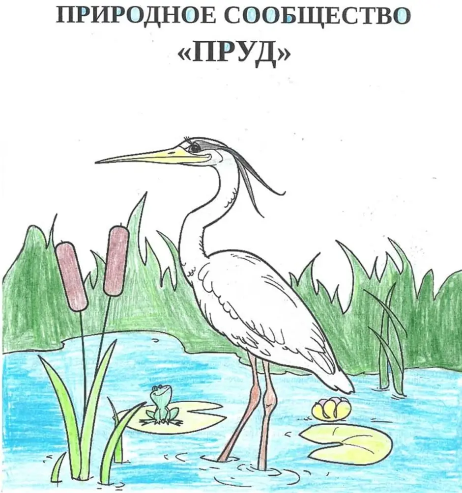 Как нарисовать природное сообщество 5 класс