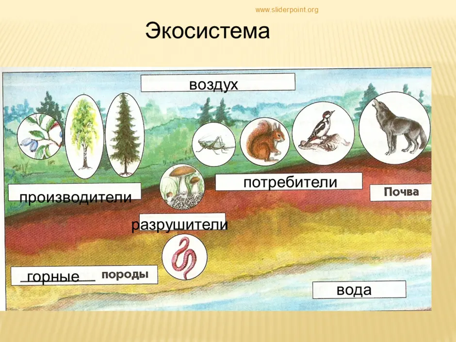 Биология нарисовать природное сообщество. Экосистема. Сообщество живых организмов. Производители, потребителиhfpheibntkb. Производители потребители Разрушители в экосистеме.