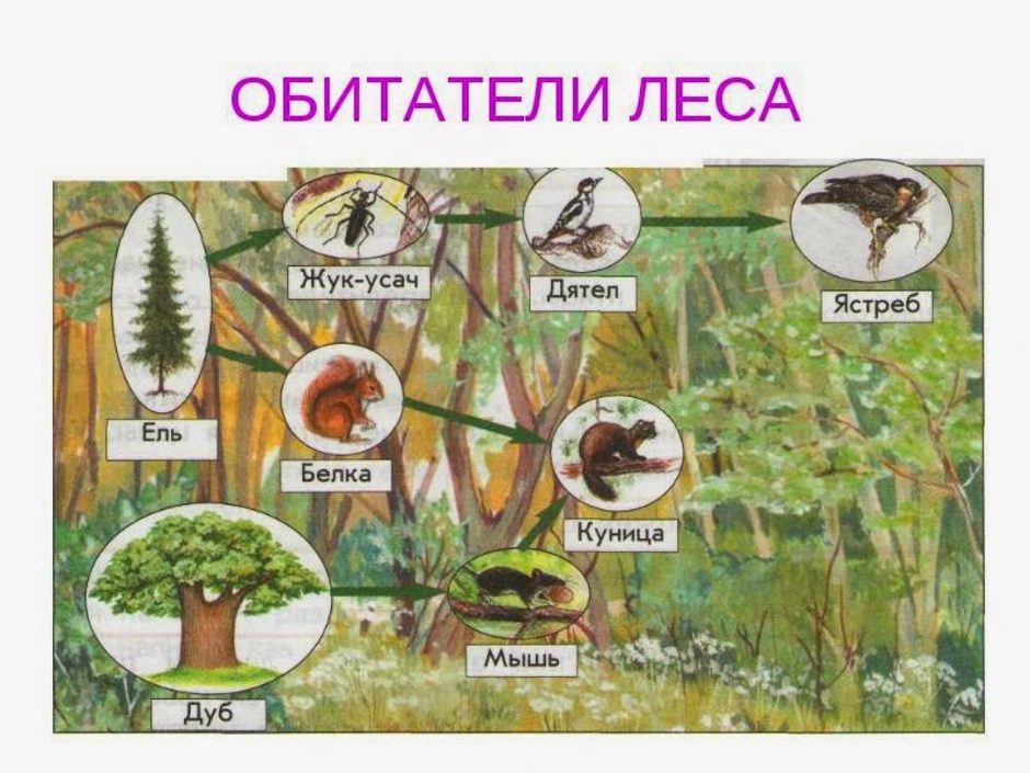 Схема природного сообщества 6 класс биология