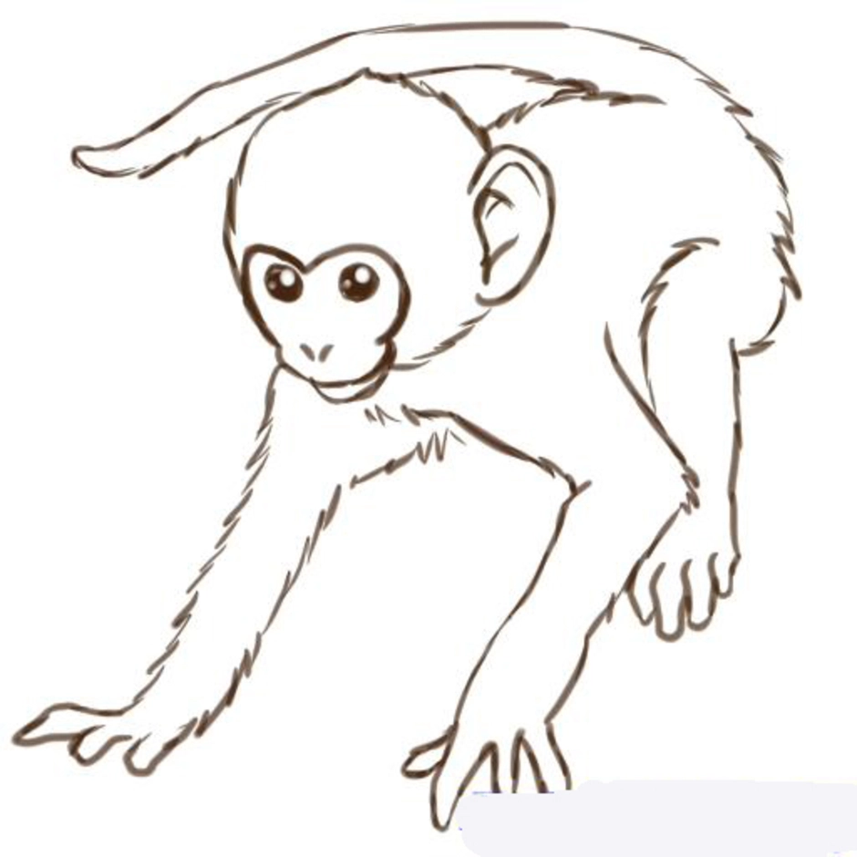Рисунок про обезьянку 3 класс литературное чтение. Обезьяна рисунок карандашом. Поэтапное рисование обезьяны для детей. Рисунок обезьяны карандашом для срисовки. Рисунки обезьяны лёгкие.