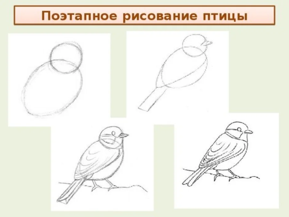 Урок изо 1 класс презентация поэтапное рисование. Рисование птички. Поэтапное рисование птиц. Презентация рисование птиц. Схема рисования птицы в средней группе.