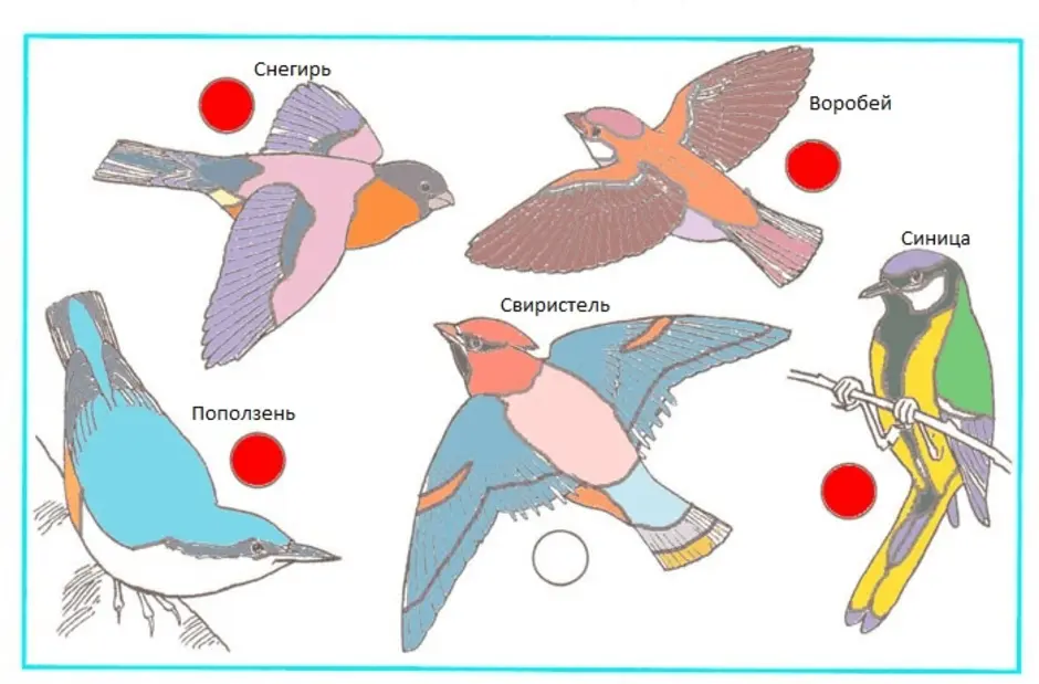 Определи птиц на рисунке. Определи птиц. Раскрась птиц окружающий мир 1 класс. Птичка первый класс. Практические птицы.