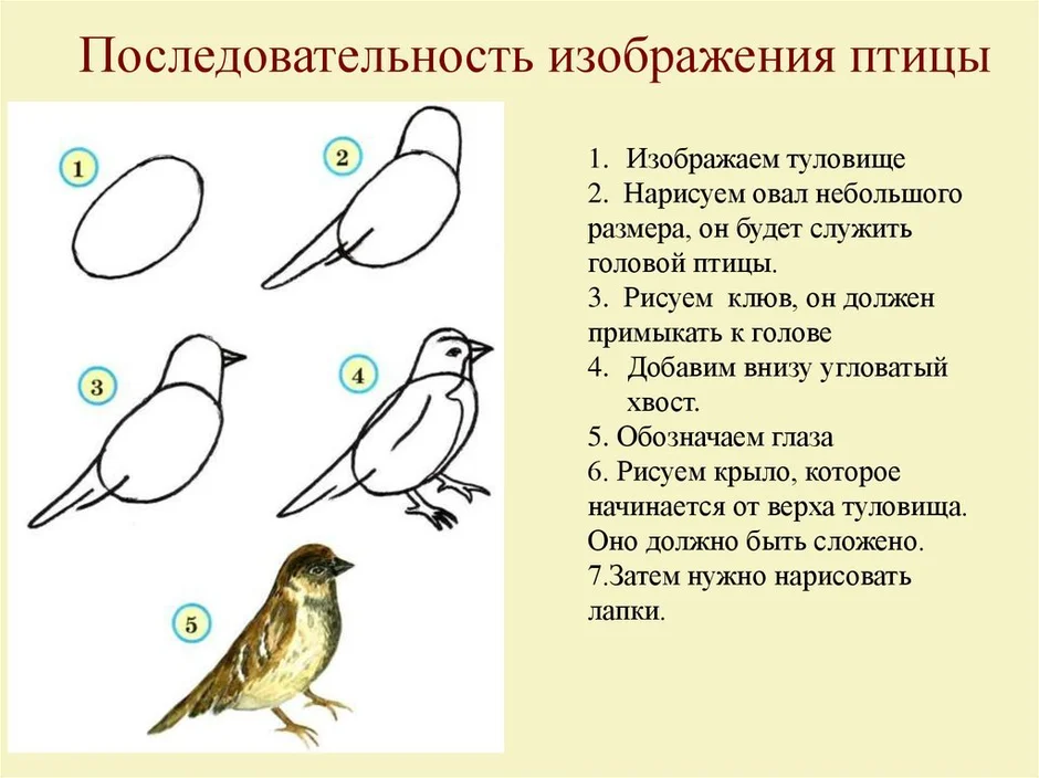 Конспект рисование 1 класс. Последовательность изображения птицы. Уроки рисования птиц. Последовательность рисования птицы. Последовательное рисование птицы.