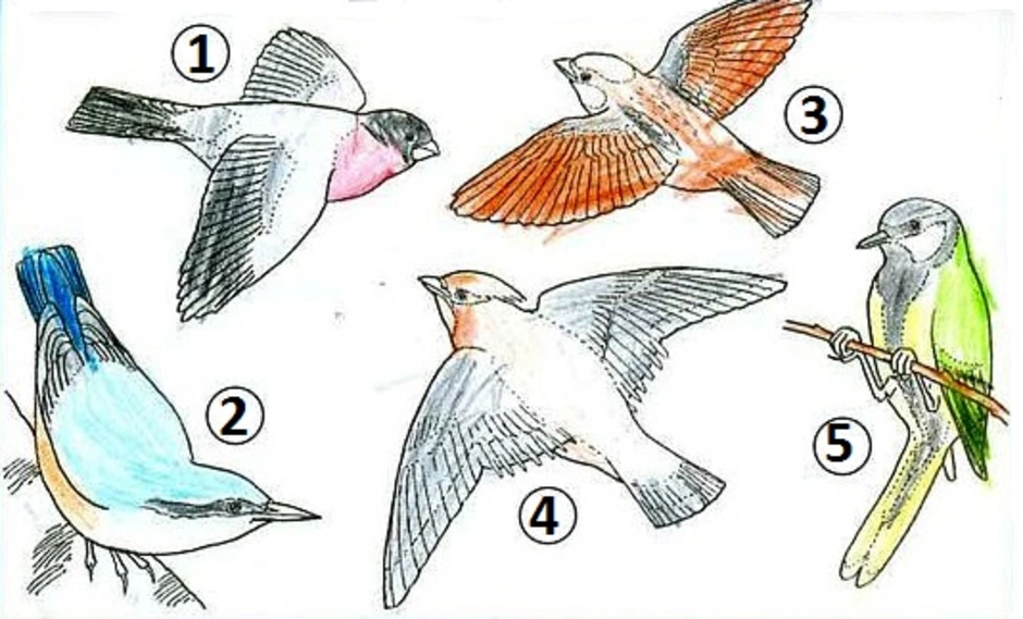 Рисунке 1 определи. Определи птиц. Определи птиц на этом рисунке. Окружающий мир 1 класс птицы рабочая. Раскрась птиц окружающий мир 1 класс.