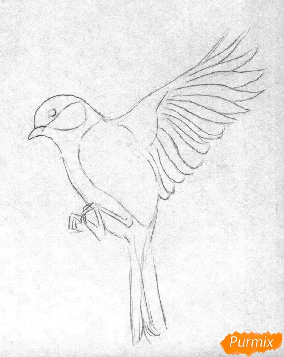 Рисунки птиц для срисовки легкие. Птица рисунок. Рисунки птиц для срисовки. Рисунок птицы карандашом для срисовки. Рисунокикарандашом птица.
