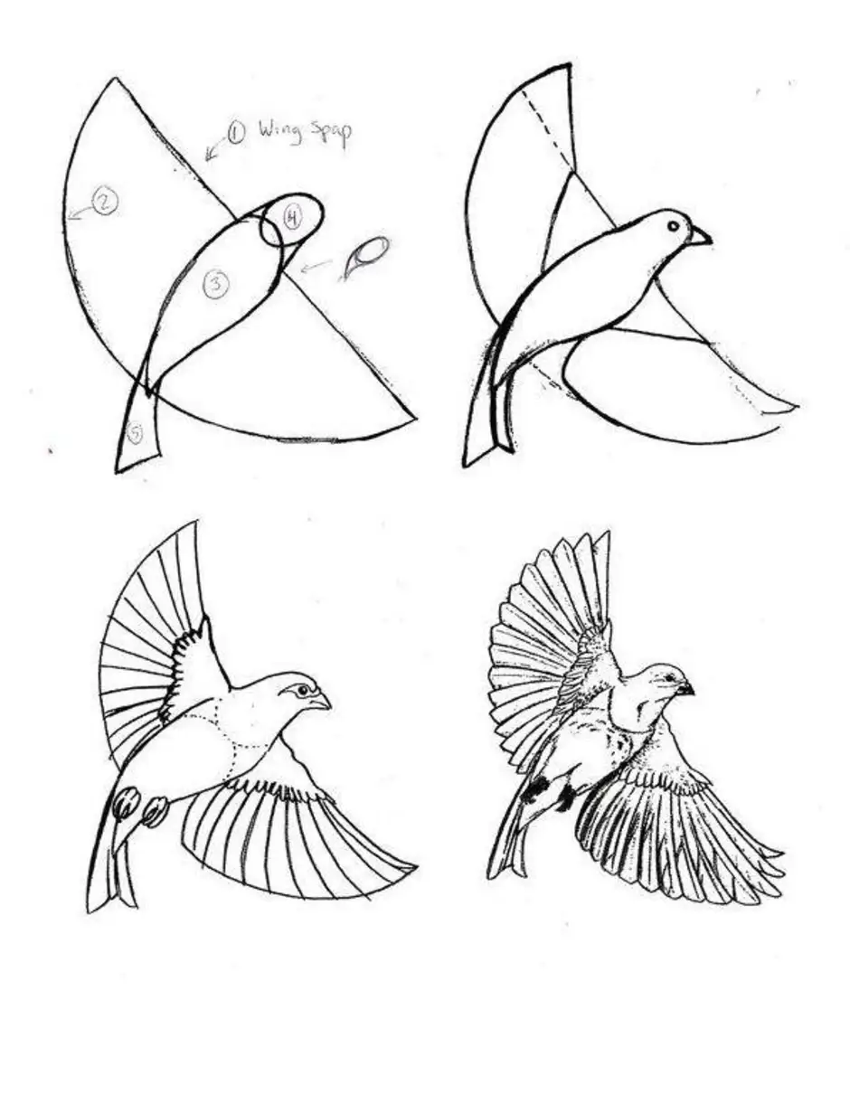 Рисунок птицы карандашом 6 класс