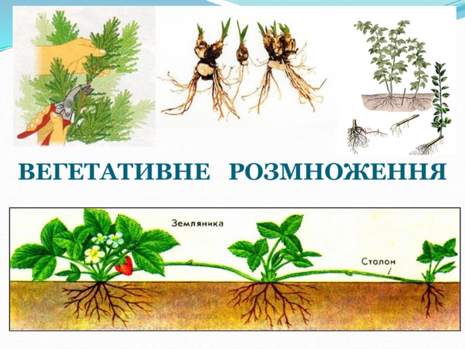 При вегетативном размножении используются. Вегетативное размножение рисунок. Вегетативное размножение растений. Растения размножаются вегетативно. Вегетативное размножение растений рисунок.