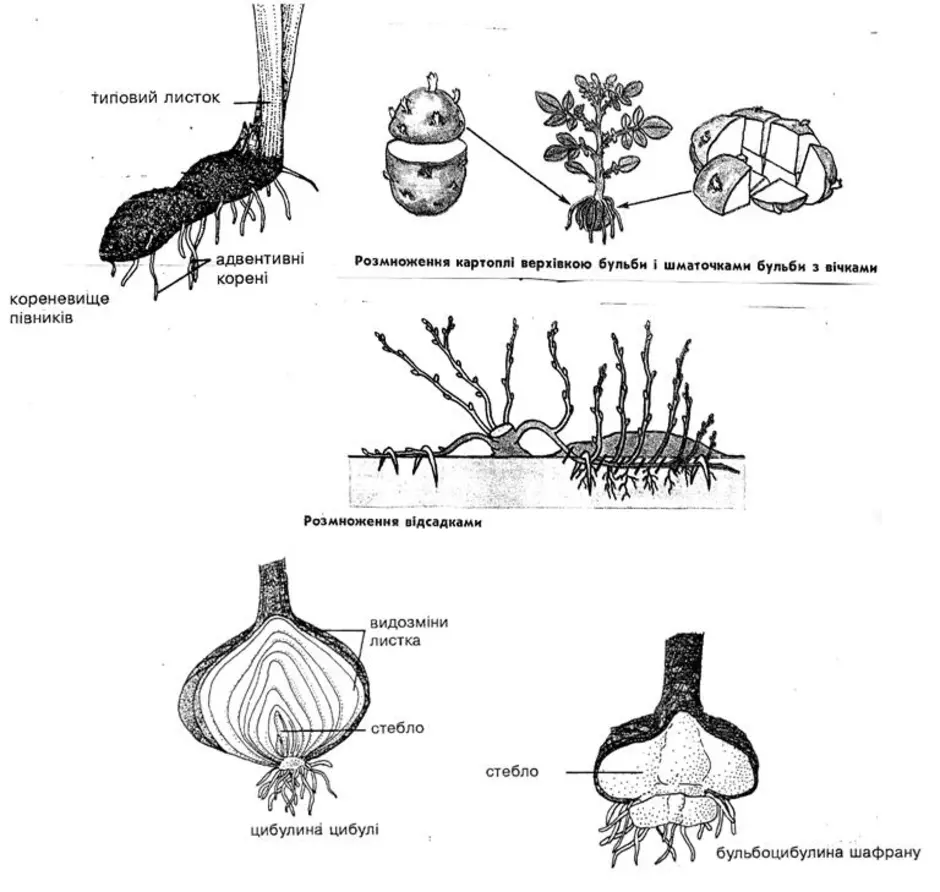 Вегетативное размножение растений 6 класс лабораторная работа. Вегетативное размножение схема.