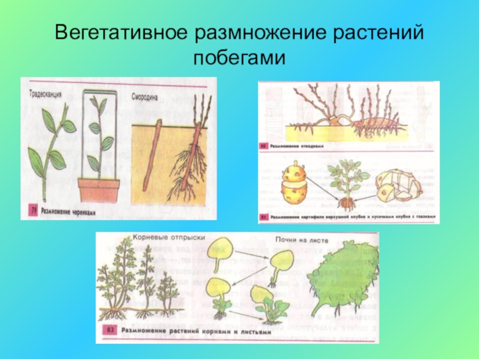 Пример процесса иллюстрирующего размножение у растений. Вегетативное размножение побегами схема. Вегетативное размножение цветковых растений схема. Вегетативные органы размножения у цветковых растений. Растения которые размножаются.