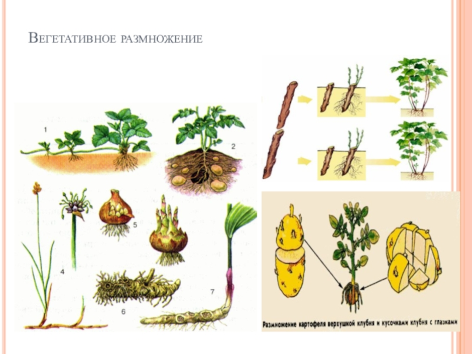 Пример процесса иллюстрирующего размножение у растений. Вегетативное размножение. Вегетативное размножение растений рисунок. Бесполое размножение вегетативное размножение. Способы вегетативного размножения рисунок.