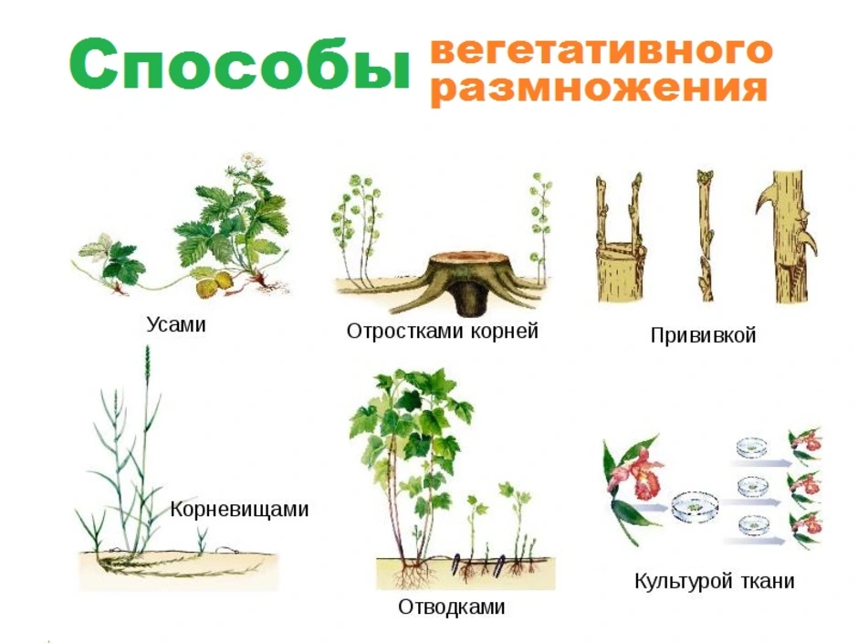 Способ растений. Вегетативное размножение растений схема. Способы вегетативного размножения рисунок. Вегетативное размножение растений способы размножения. Виды вегетативного размножения схема.