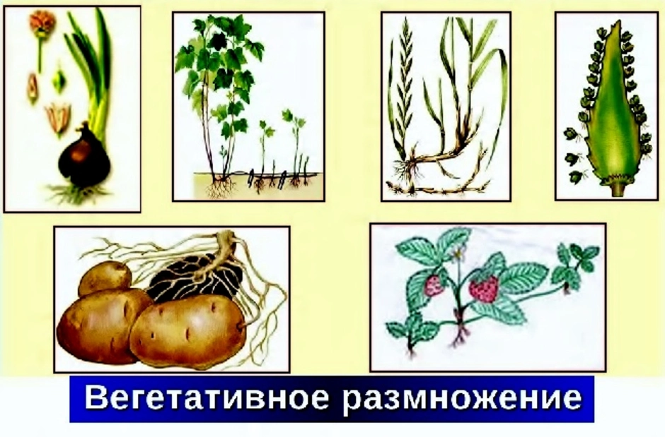 Вегетативное размножение встречается. Способы вегетативного размножения растений рисунки. Бесполое вегетативное размножение растений. Способы вегетативного размножения рисунок. Вегетативное размножение 5 класс биология.