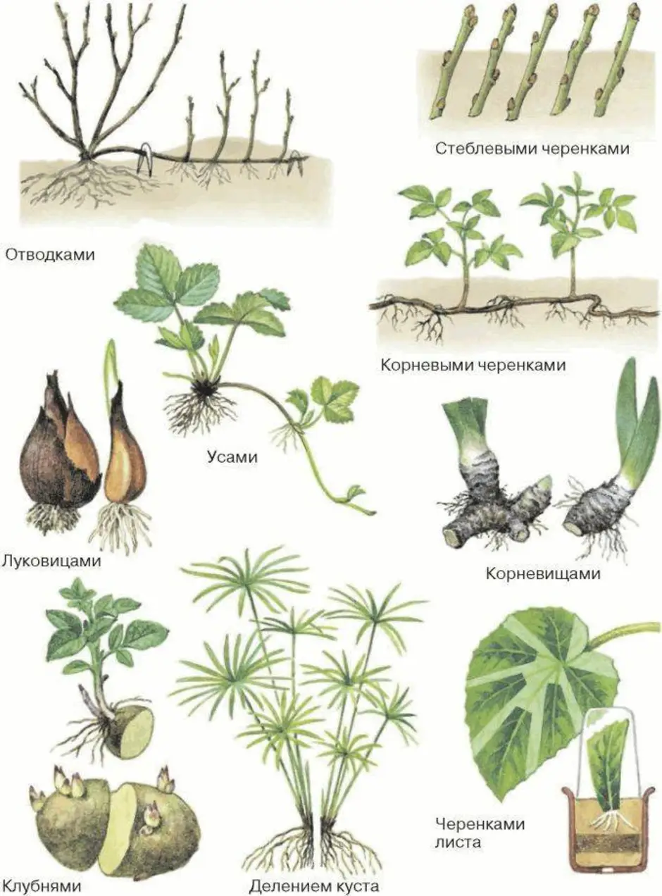 Какие способы размножения растений вы наблюдали. Вегетативное размножение растений. Вегетативное размножение у однодольных. Вегетативное размножение растений примеры и рисунки. Вегетативное размножение растений схема.