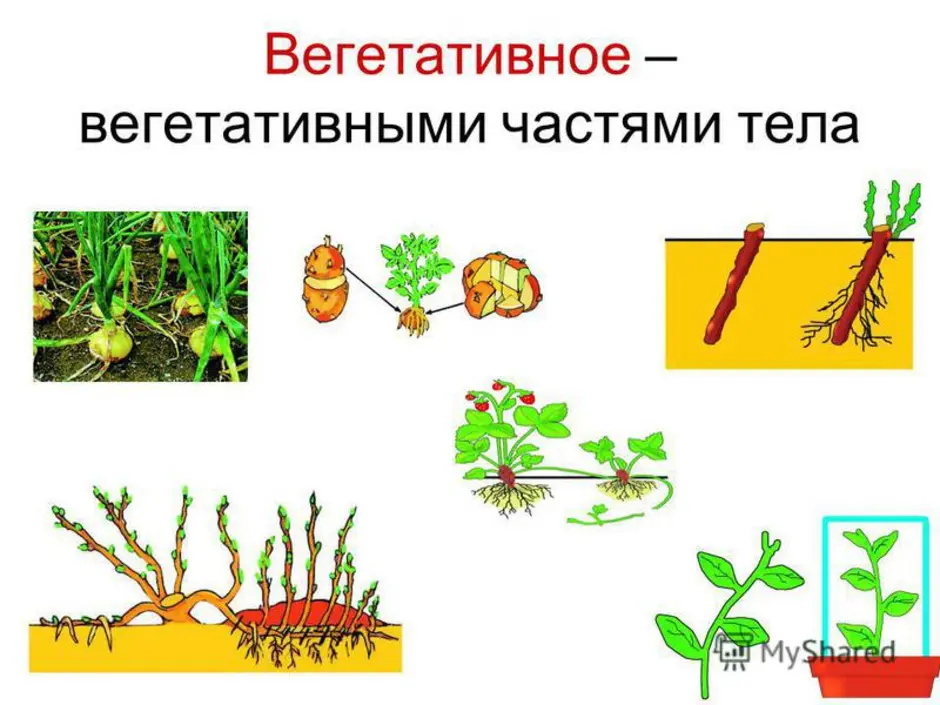 Пример процесса иллюстрирующего размножение у растений. Бесполое размножение вегетативное размножение. Размножение частями вегетативных органов. Бесполое размножение вегетативное черенками. Способы вегетативного размножения рисунок.