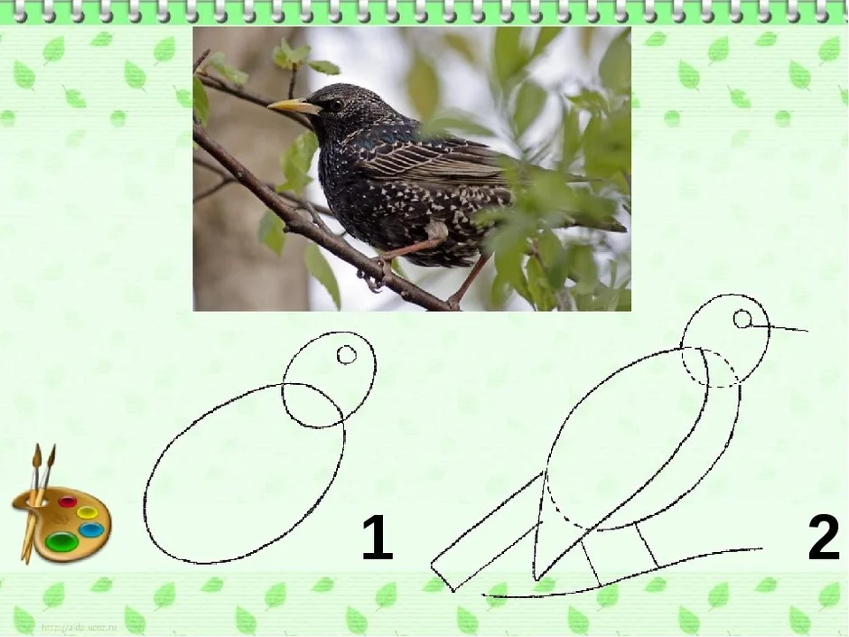 Поэтапное рисование птицы 2 класс презентация
