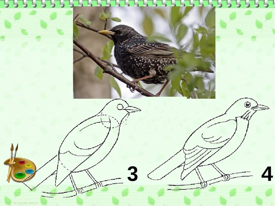 Поэтапное рисование птицы 1 класс презентация