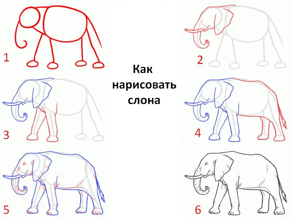 Как нарисовать слона 3 класс