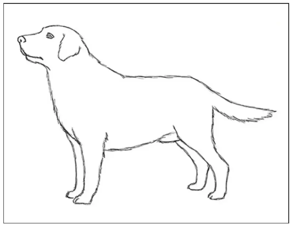 Нарисовать рисунок собаку. Лабрадор сбоку в движении. Поэтапное рисование лабрадора. Лабрадор карандашом для срисовки. Рисунок лабрадора легкий.