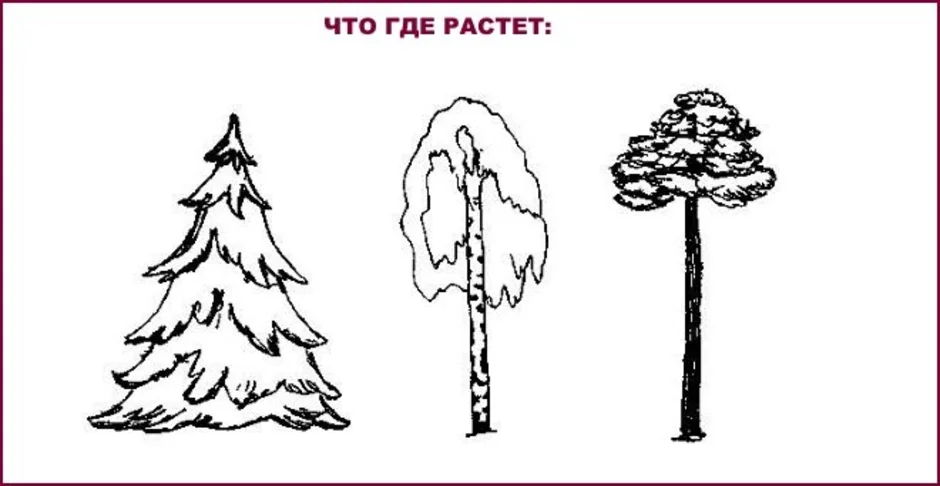 Покажи рисунок сосны. Сосна схематичное изображение. Ель и сосна раскраски для детей. Рисование деревьев : дуб, ель, сосна. Раскраски деревья сосна елка.