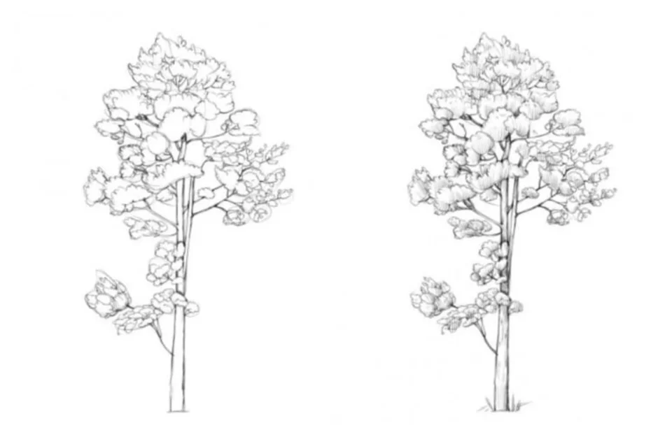Как красиво нарисовать сосну карандашом