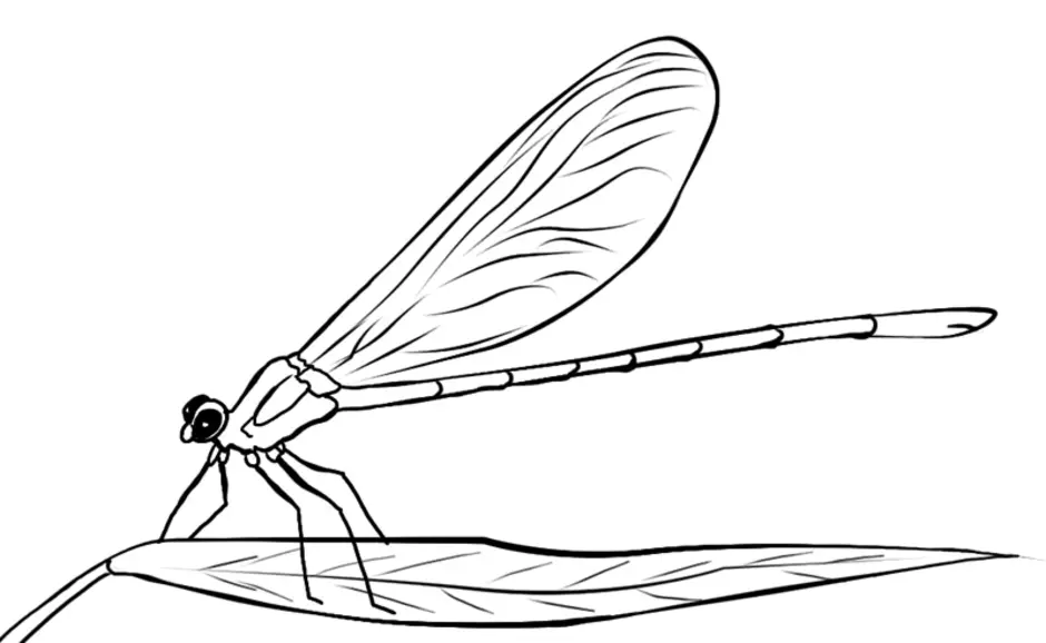 Рисунок стрекозы карандашом для срисовки