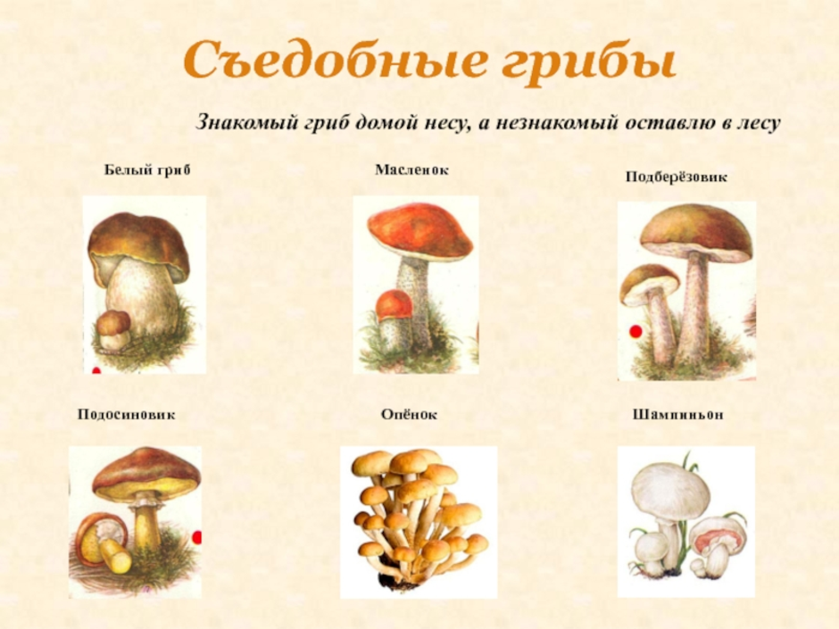 Собери слова грибы. Схема съедобные и несъедобные грибы. Грибы съедобные и несъедобные с названиями и описанием. Шляпочные грибы съедобные и несъедобные. Рисунки грибов съедобных и несъедобных с названиями.